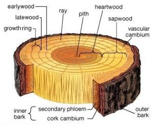 lingkar kayu log