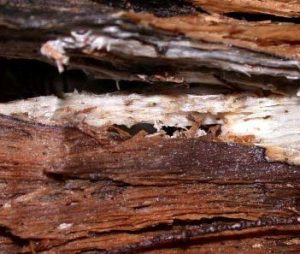 kerusakan kayu akibat jamur