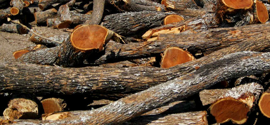 kelembaban substrat kayu