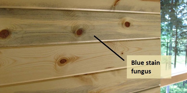 serangan blue stain jamur pada kayu jati belanda