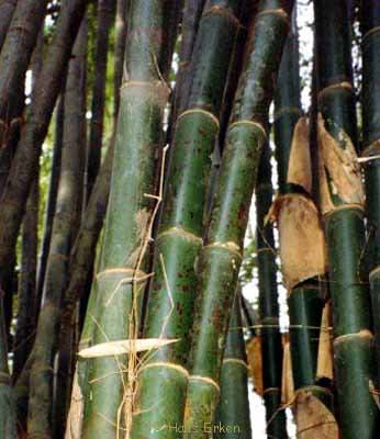 bambu tutul