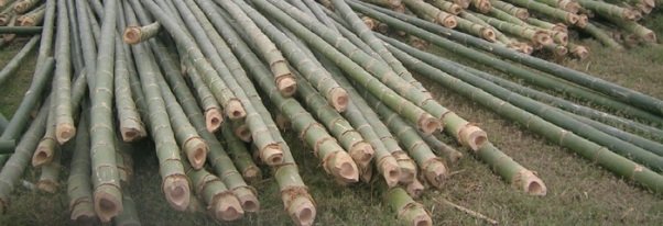 Cara Mengatasi Jamur yang Menyerang Bambu Berdasarkan 
