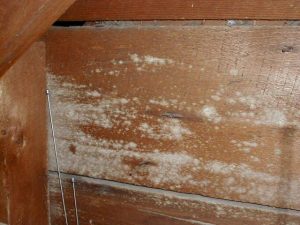cara menghilangkan jamur putih di lemari kayu