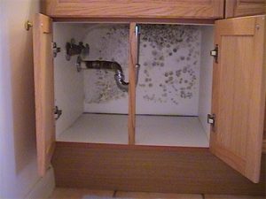 serangan jamur di lemari