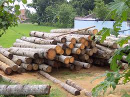 kayu kelapa