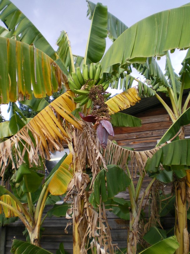 kerajinan pelepah pisang