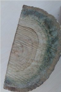 blue stain pada kayu jati