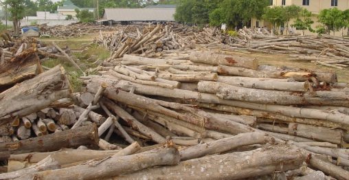 tips pengawetan kayu akasia