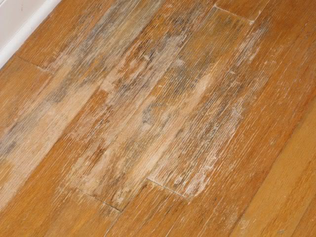 lantai kayu berjamur