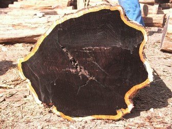 kayu ebony