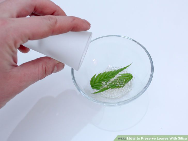 cara mengeringkan daun dengan silica gel