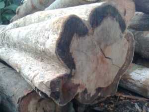 kayu laban yang baru ditebang