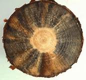 kayu pinus yang terkena jamur blue stain