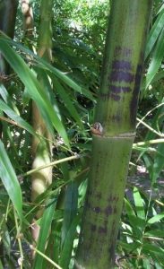 bambu tutul dengan motif yang unik