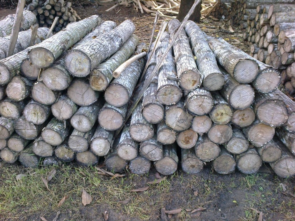 kayu log sengon