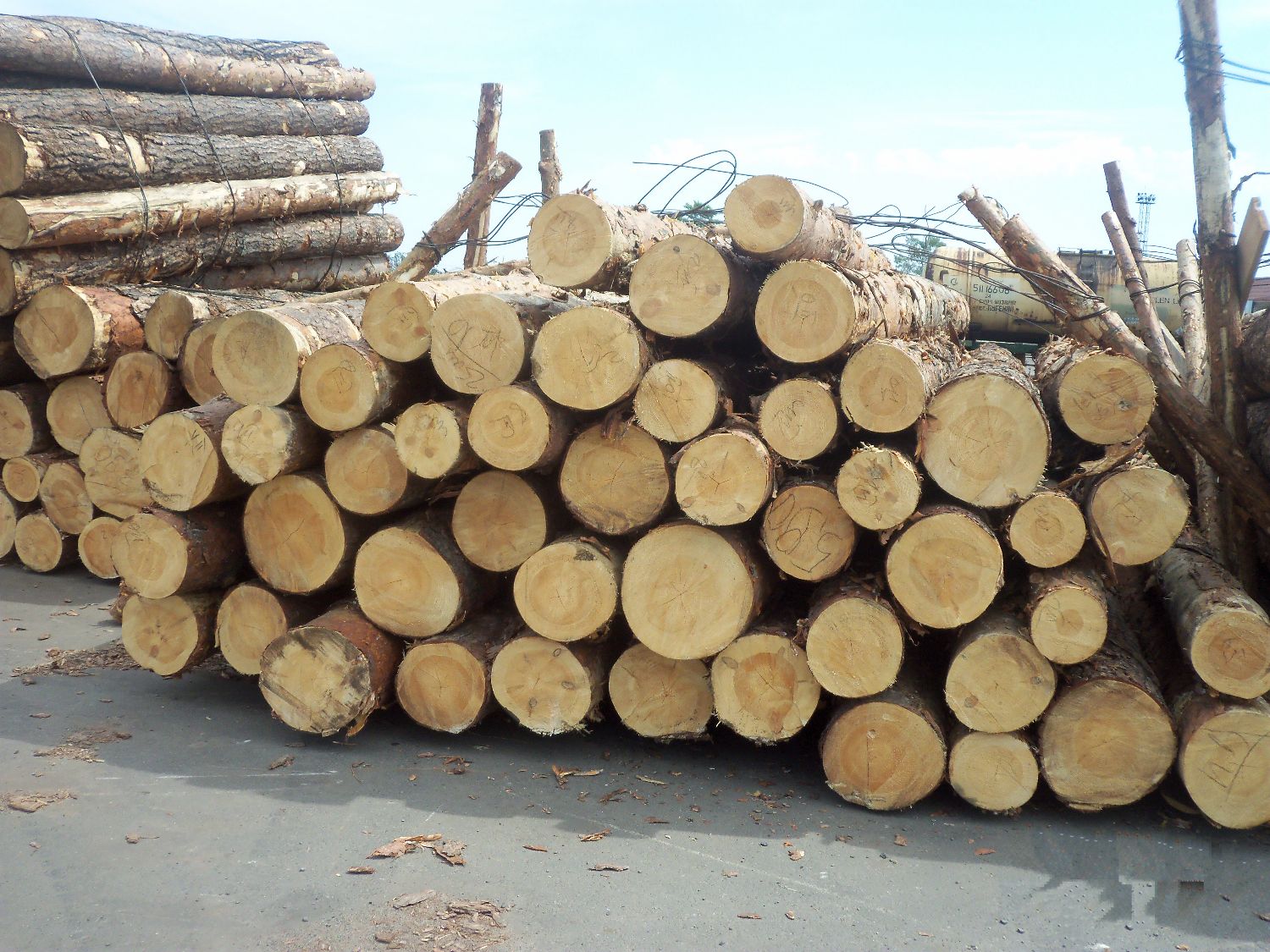 kayu albasia