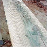 kayu terserang jamur blue stain