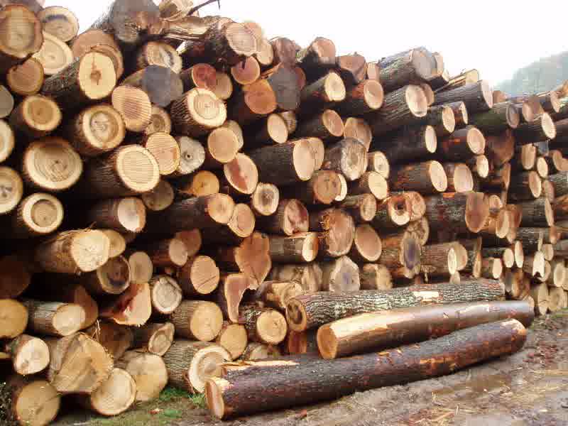 log kayu akasia