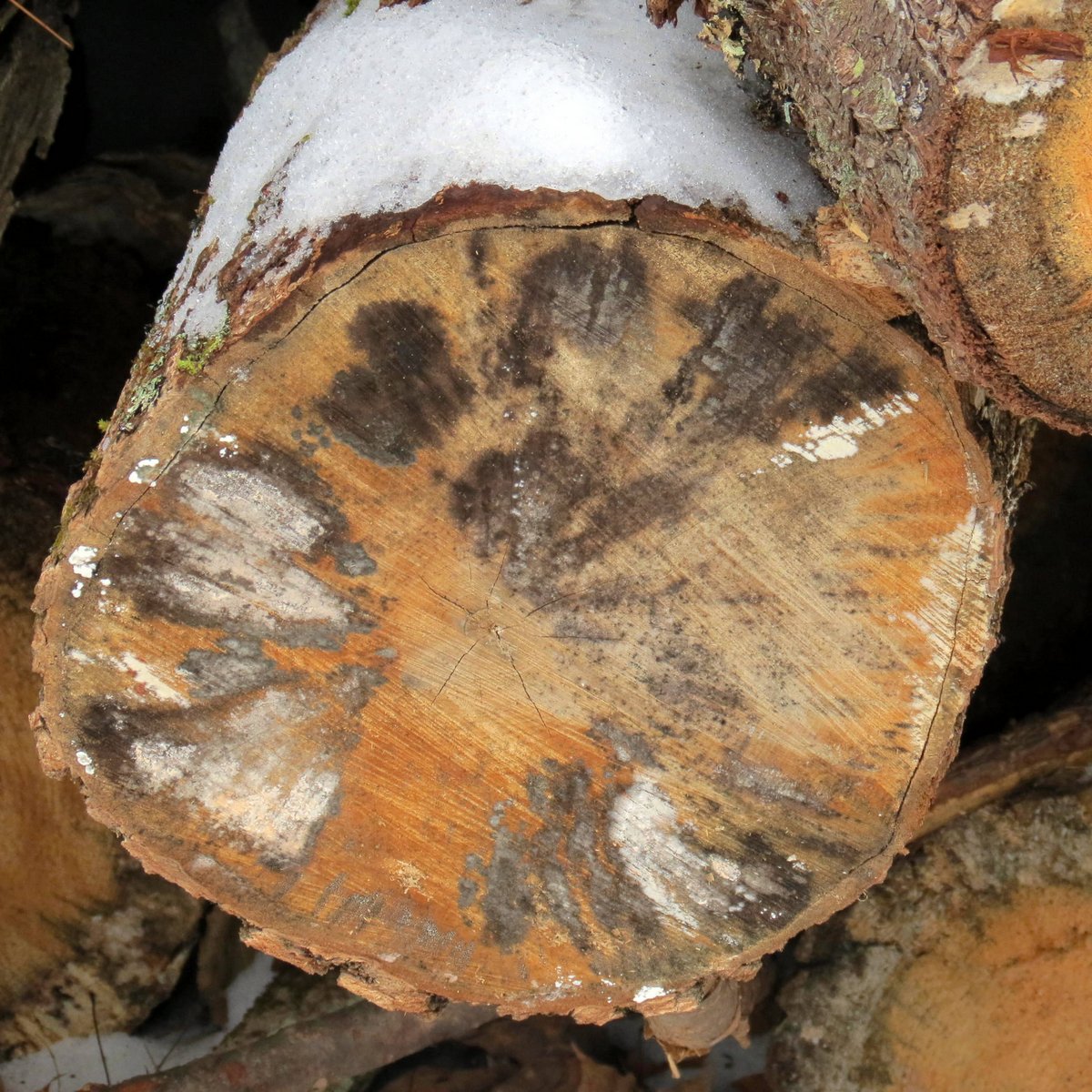 Cara Pengendalian Jamur Kayu  Pada Log Maupun Sawn Timber