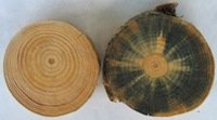 jamur blue stain yang menyerang kayu pinus dan kayu bergetah lainnya
