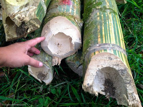 mencegah bambu terserang jamur