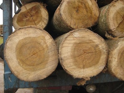 kayu log akasia yang siap dipotong dengan sawmill