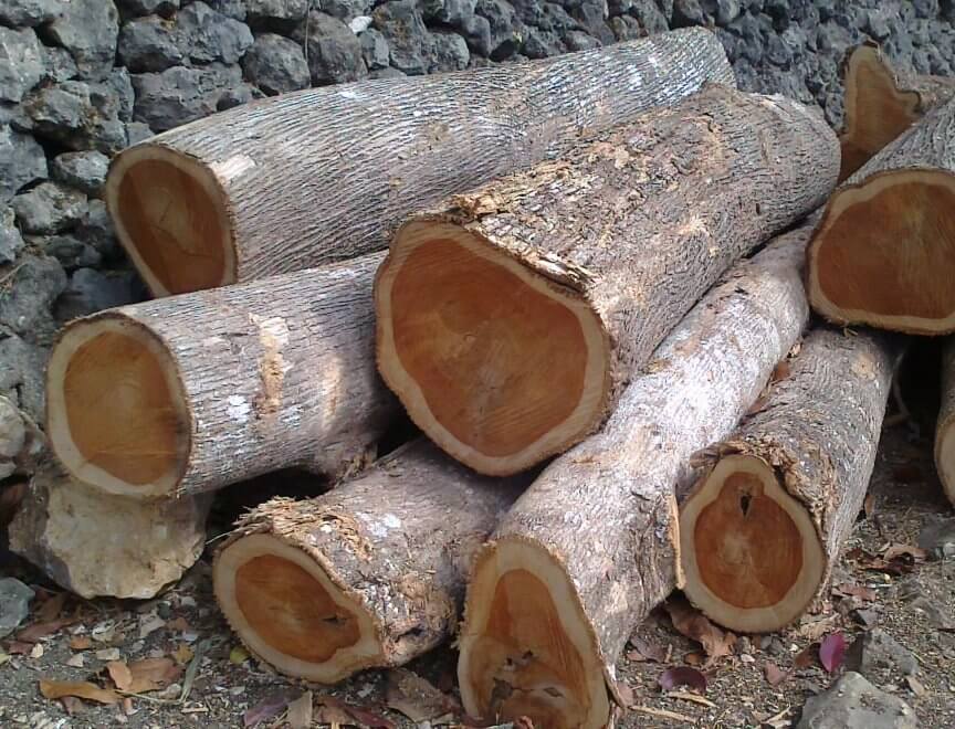 kayu jati glondong yang baru ditebang dan sedang dijemur