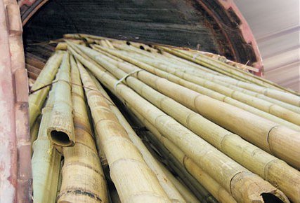 bambu yang telah dipanen dan siap didistribusikan
