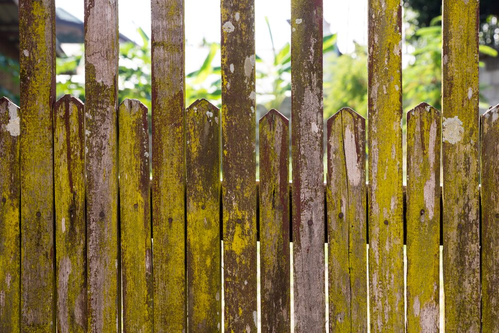 Ilustrasi pagar kayu berjamur dan berlumut