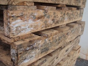 jamur pada furnitur kayu yang perlu diberi pengawet khusus kayu