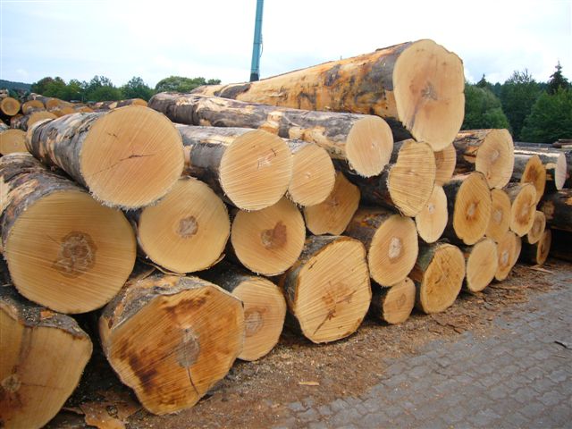 Mengenal Kayu Log Timber Gelondongan Pallet dan Istilah 
