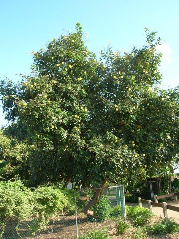 pohon waru