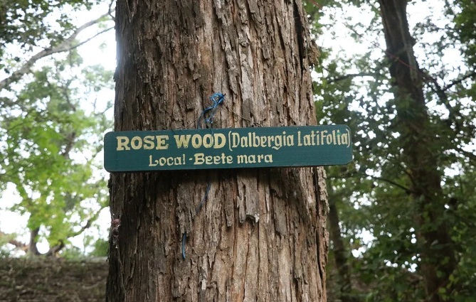 kayu rosewood