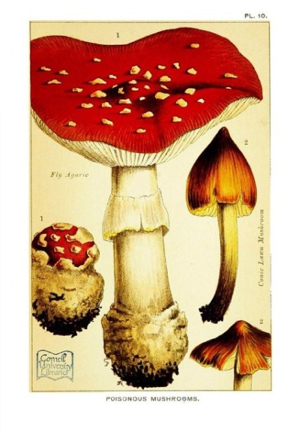 contoh jamur agaric
