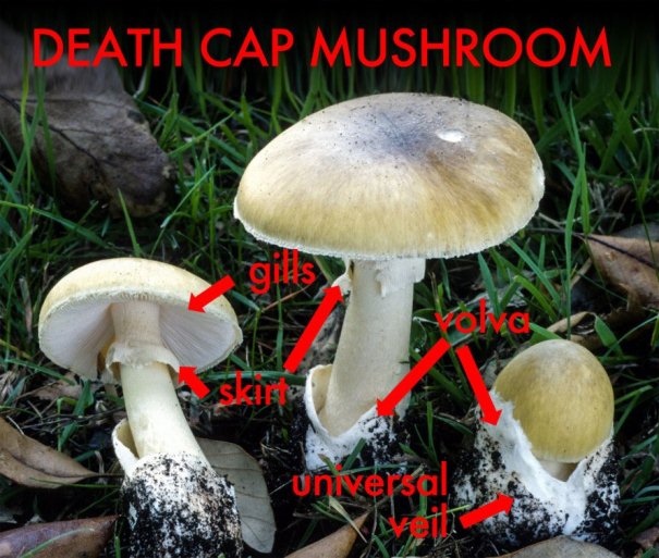 penjelasan tentang ciri-ciri jamur beracun