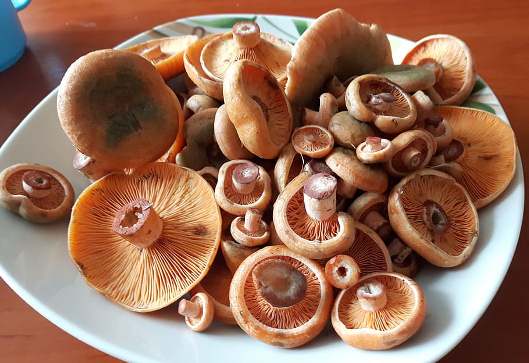 Contoh jamur yang tidak beracun