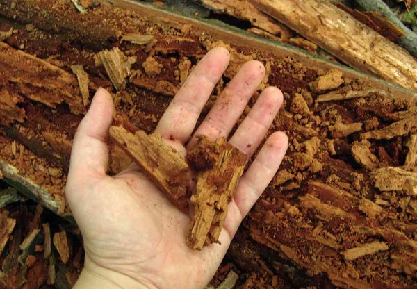brown rot jamur yang tumbuh di kayu