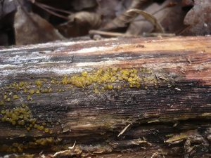jamur kayu pada kayu yang sudah mulai mengalami pelapukan