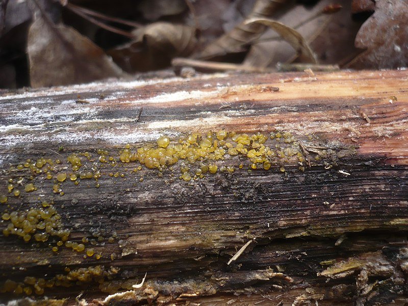 white rot jamur yang tumbuh di kayu