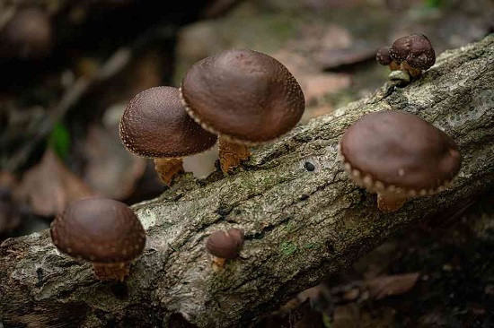 jamur shiitake di batang kayu