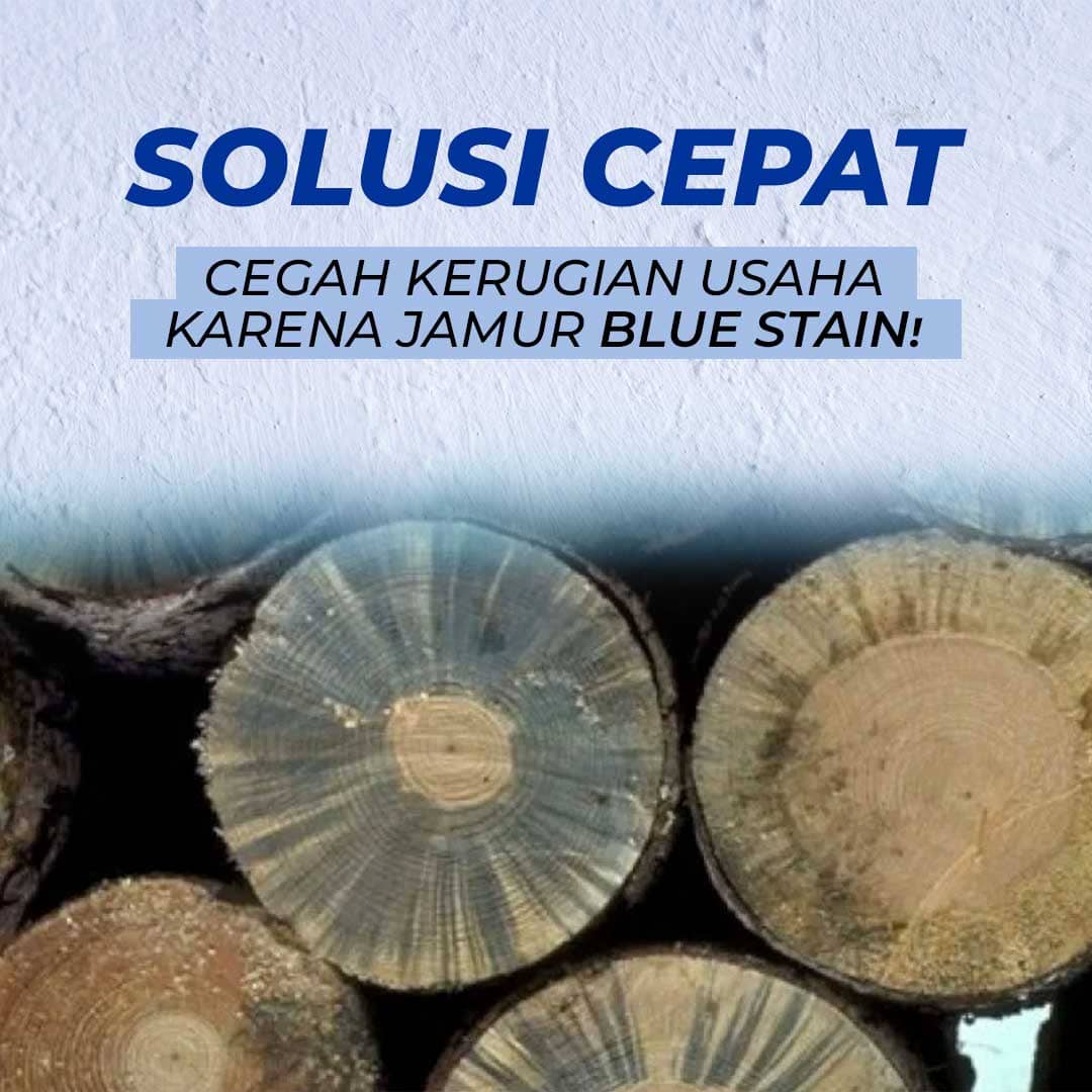solusi jamur blue stain pada kayu