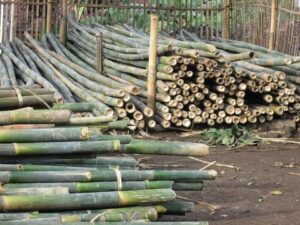 bambu apus yang baru saja ditebang dan siap digunakan sebagai bahan baku mebel