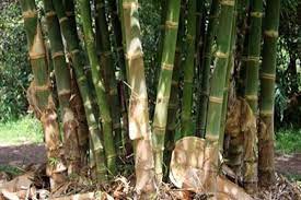 bambu ater dengan rumpun yang padat