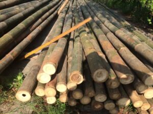 bambu betung yang baru saja dipanen