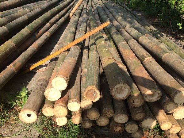 bambu betung untuk membuat furniture