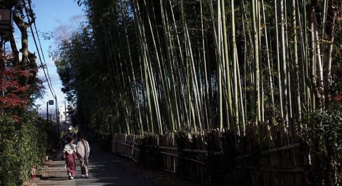 bambu gendang di dekat jalan kampung