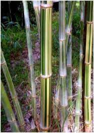 Bambu gombong dengan tampilannya yang eksotis