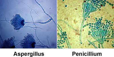 jamur aspergillus dan jamur penicillium
