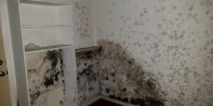 Cara Mengidentifikasi Jamur Hitam, Waspadai Kemunculan Black Mold!