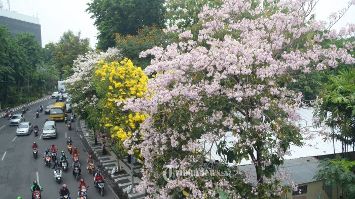 bunga tabebuya yang bermekaran di Kota Surabaya